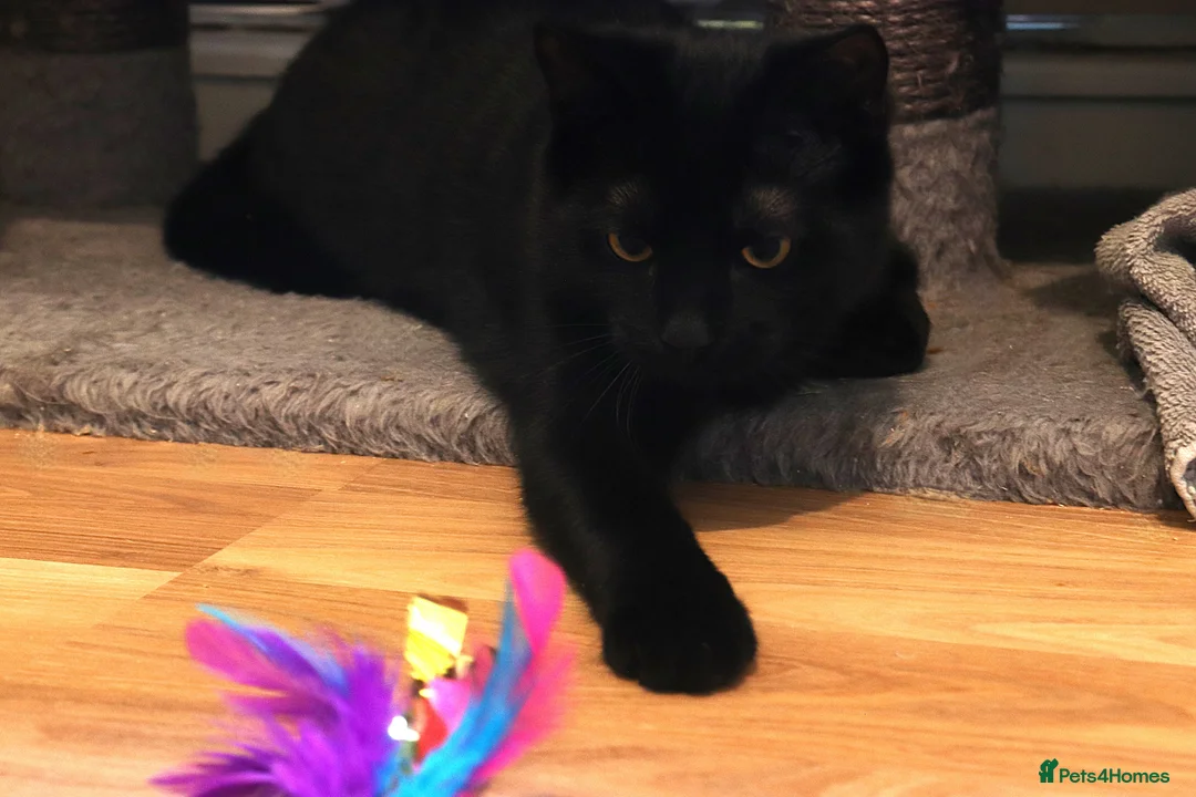 Domestic Shorthair cats for adoption: ADOPTION: Lizard & Bat in Liverpool - Advert 9