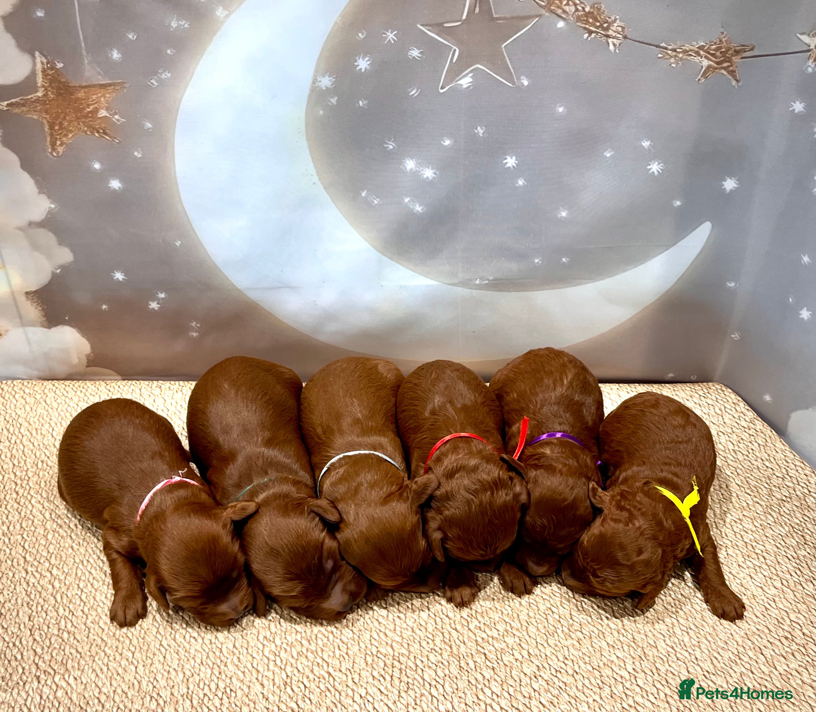 Cockapoo dogs 🌟Red F1BB Hypoallergenic DNA CLEAR Mini Cockapoos - Advert 3