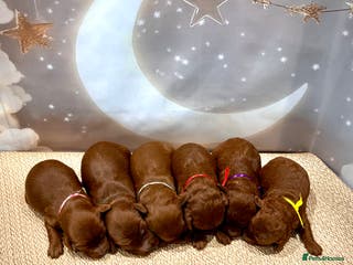 Cockapoo dogs 🌟Red F1BB Hypoallergenic DNA CLEAR Mini Cockapoos - Advert 2