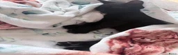 Mixed Breed cats for sale: Vaccinated black female kitten  - Advert 2