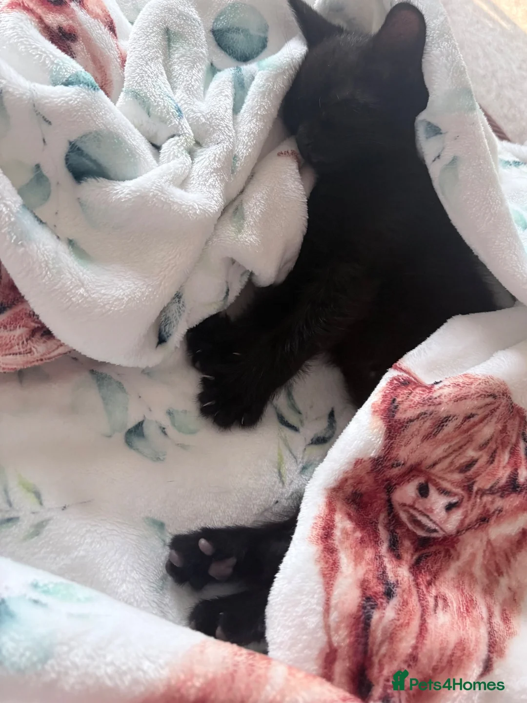 Mixed Breed cats for sale: Vaccinated black female kitten  - Advert 2