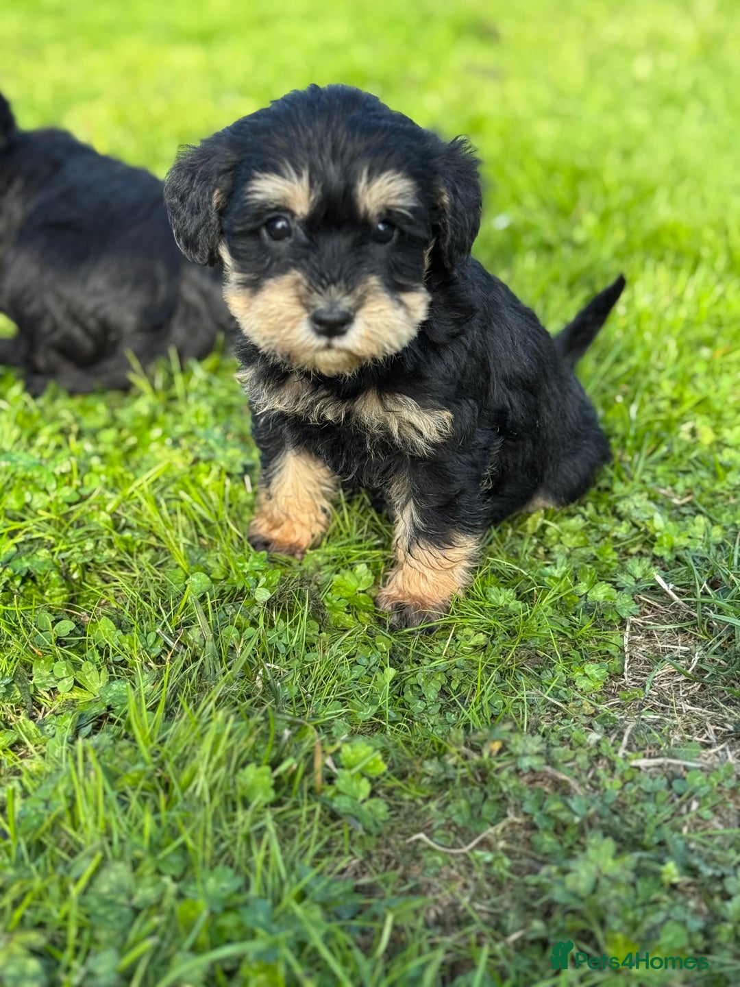 Schnoodle dogs for sale: Stunning Schnoodles, heath tested  - Image 13