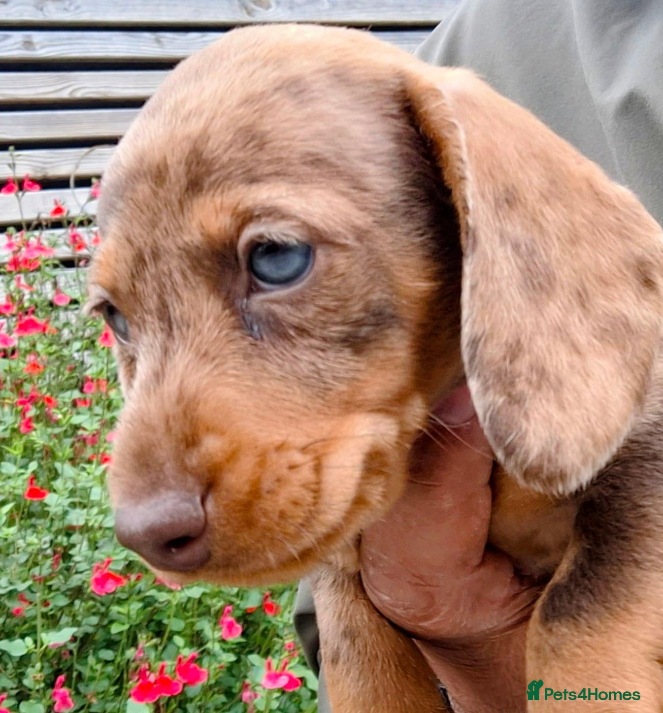 Miniature Dachshund dogs Beautiful Mini Wire-Haired Dachshund Babies  - Advert 10