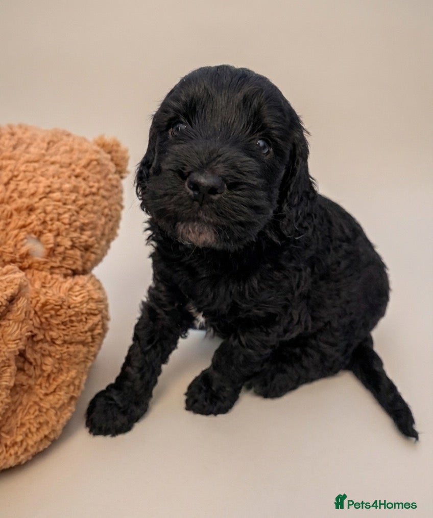 Cockapoo dogs 🐾💕 Exceptional F2 Cockapoo Puppies💕🐾 - Advert 7