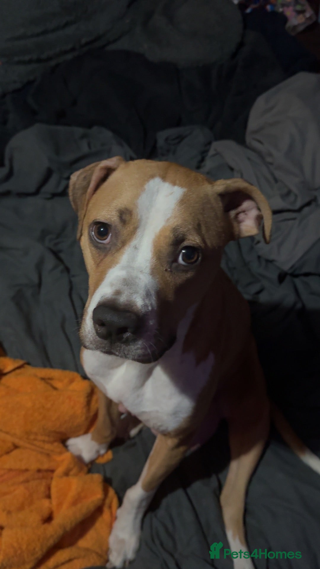 Mixed Breed dogs Mastiff x Staffy pups - Advert 1
