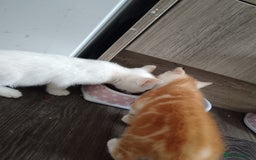 Domestic Shorthair cats for sale: 3 beautiful kittens - Image 7