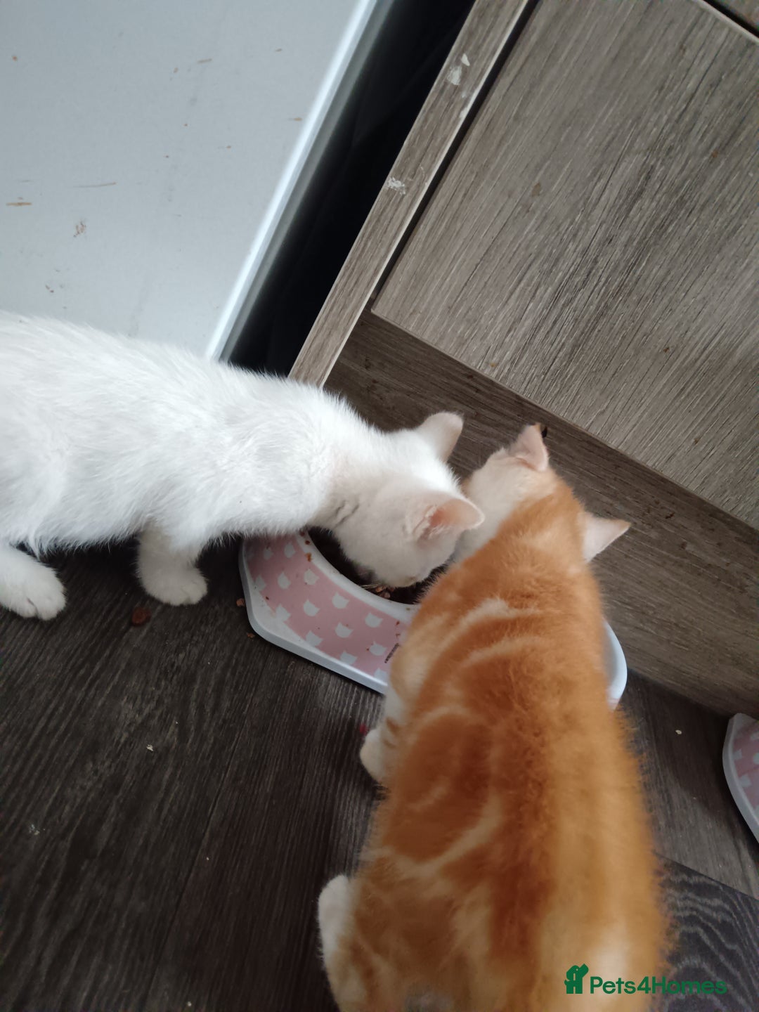 Domestic Shorthair cats for sale: 3 beautiful kittens - Image 7