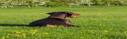 Dobermann dogs for sale: KC registered Dobermann pups - Advert 9