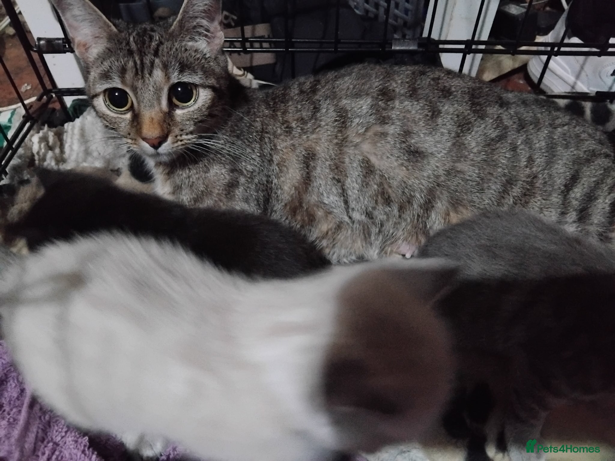 British Shorthair cats only 1 female left  - Advert 6
