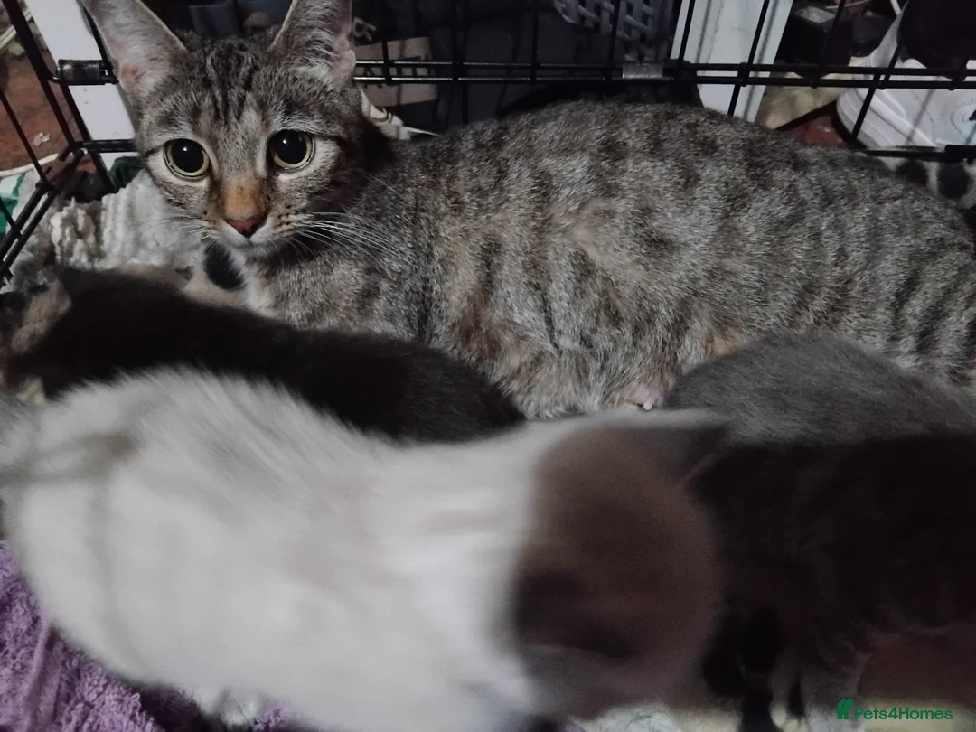 British Shorthair cats for sale: kittens for sale  - Advert 7