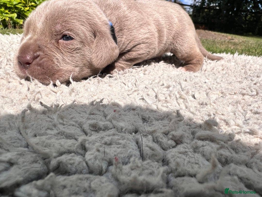 Cane Corso dogs for sale: Exceptional litter, Italian Cane Corsos, ICCF Peds - Image 11