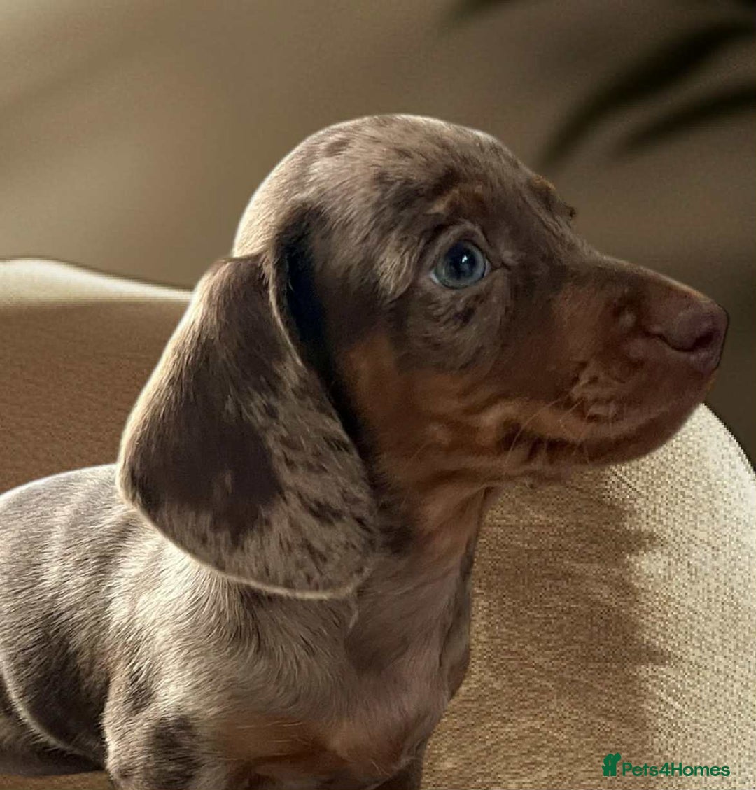 Dachshund dogs for sale: Miniature Dachshund puppies  - Advert 3