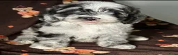 Sheepadoodle dogs for stud: Sheepadoodle hybrid stud  - Advert 17