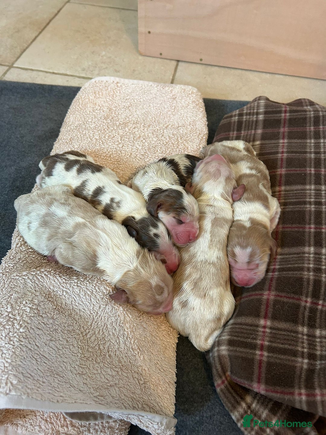 Cocker Spaniel dogs for stud: KC reg show cocker spaniel, proven health tested  - Advert 18