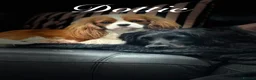 Cavalier King Charles Spaniel dogs for sale: Puppies en route Cavalier King Charles Spaniels in Lancaster - Advert 2