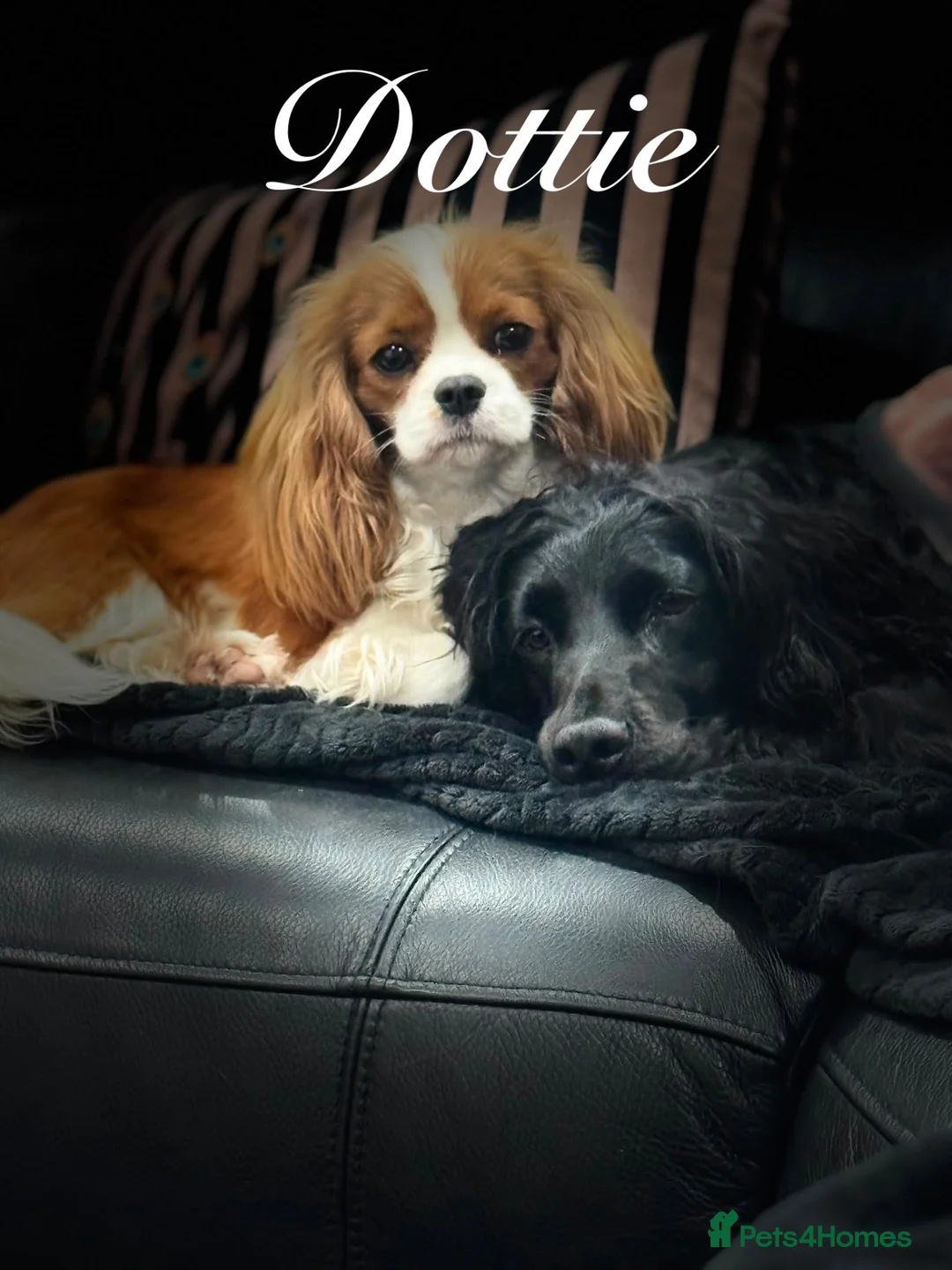 Cavalier King Charles Spaniel dogs for sale: Puppies en route Cavalier King Charles Spaniels in Lancaster - Advert 2