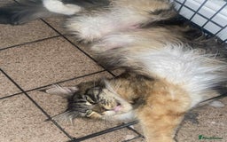 Maine Coon cats for sale: Xl mainecoon kittens full breed non reg  - Image 13