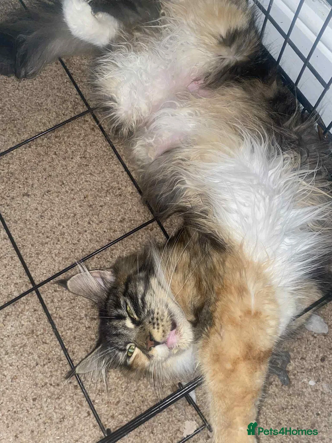 Maine Coon cats for sale: Xl mainecoon kittens full breed non reg  - Advert 4