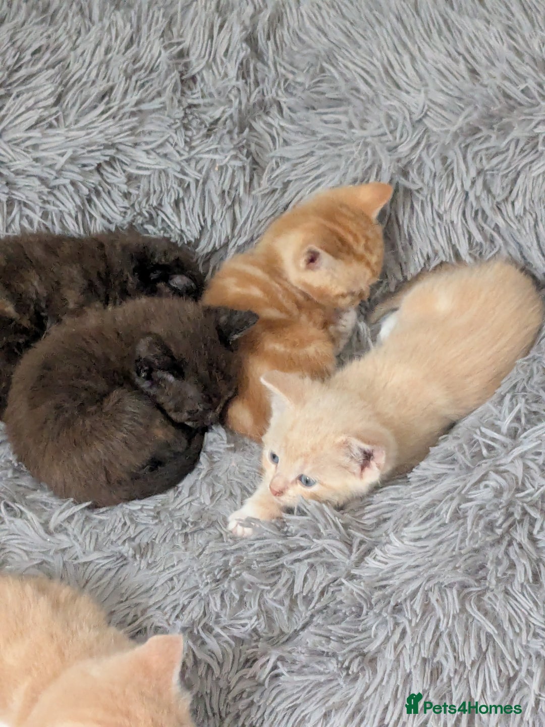 Mixed Breed cats for sale: Siamese/ragdoll/Scottish fold  - Image 2
