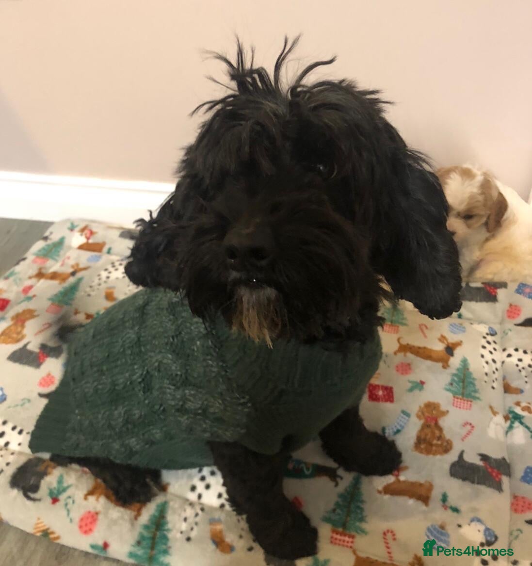 Mixed Breed dogs 4 male cavapoos - Advert 16