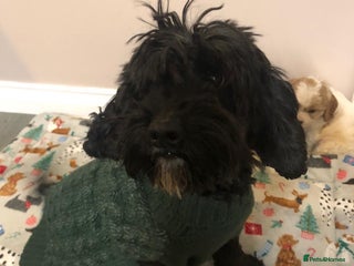 Mixed Breed dogs 4 male pups - Advert 1