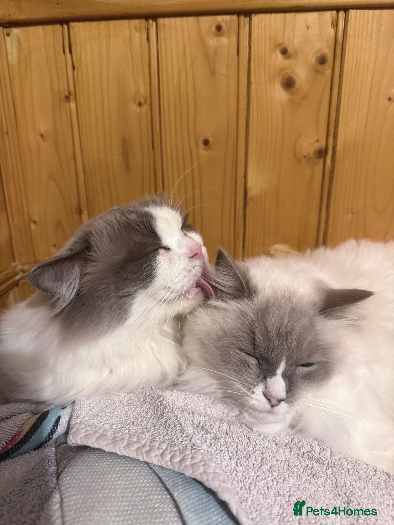 Ragdoll cats GCCF Registered Ragdoll Kittens ready nxt weekend  - Advert 2