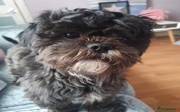Shih Tzu dogs for stud: Beautiful boy for stud - Image 3
