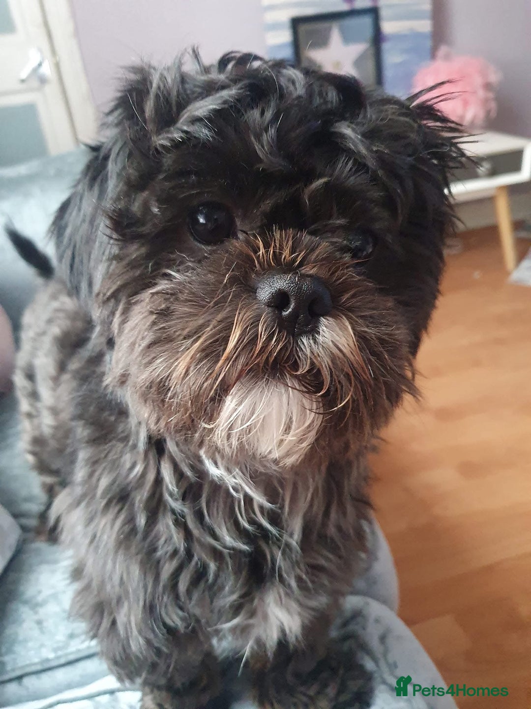 Shih Tzu dogs for stud: Beautiful boy for stud - Image 3