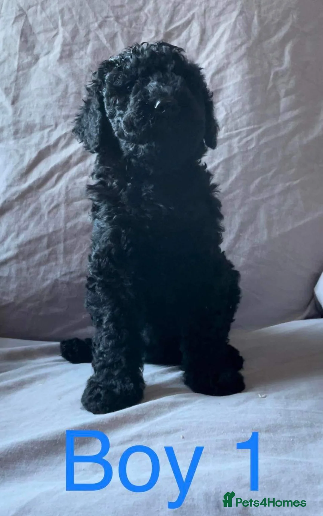 Standard Poodle dogs for stud: Cream K.C reg Standard Poodle 4 Stud  in Chesterfield - Advert 7