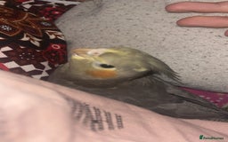 Cockatiels birds for sale: COCKATIEL BIRD - URGENT NEEDS TO GO ASAP!!! - Advert 2