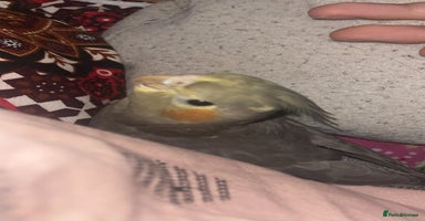 Cockatiels birds COCKATIEL BIRD - URGENT NEEDS TO GO ASAP!!! - Advert 10