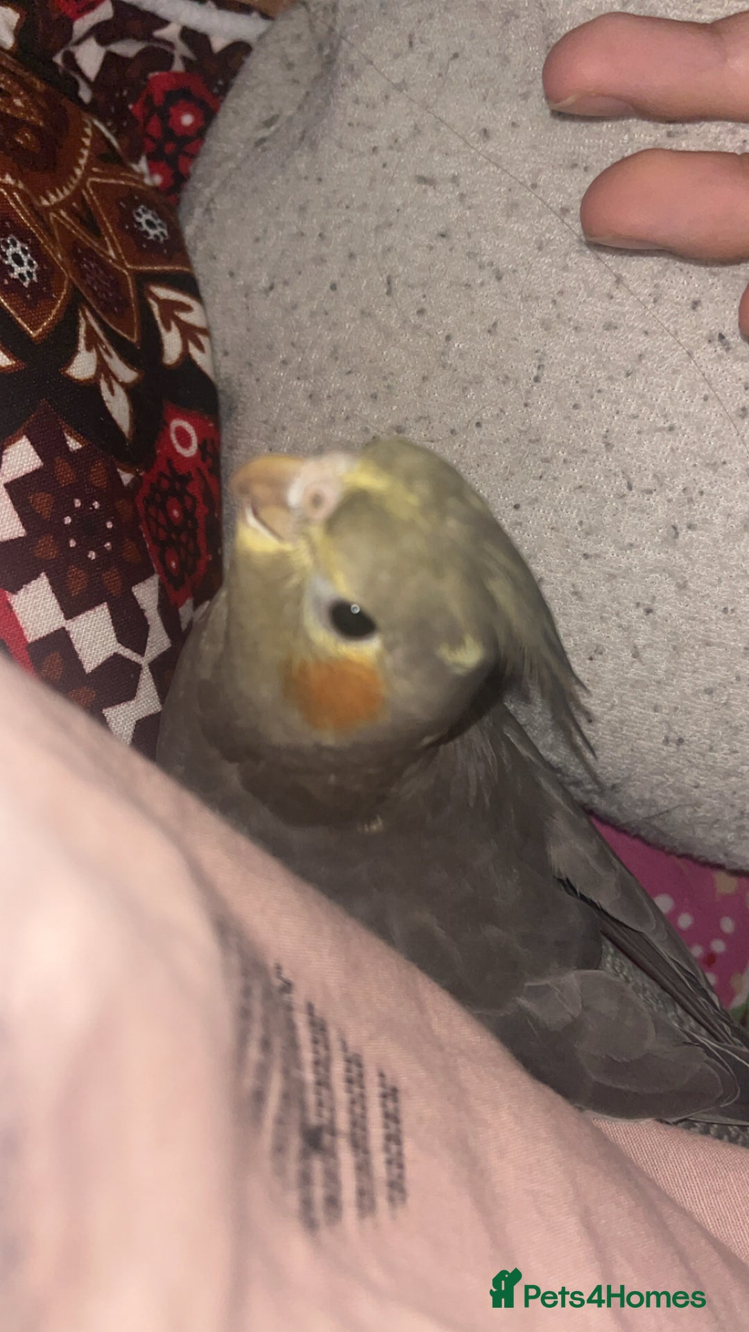 Cockatiels birds for sale: COCKATIEL BIRD - URGENT NEEDS TO GO ASAP!!! - Advert 2