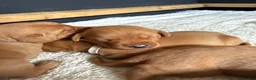 Labrador Retriever dogs for sale: Fox Red KC registered Labradors - Advert 34