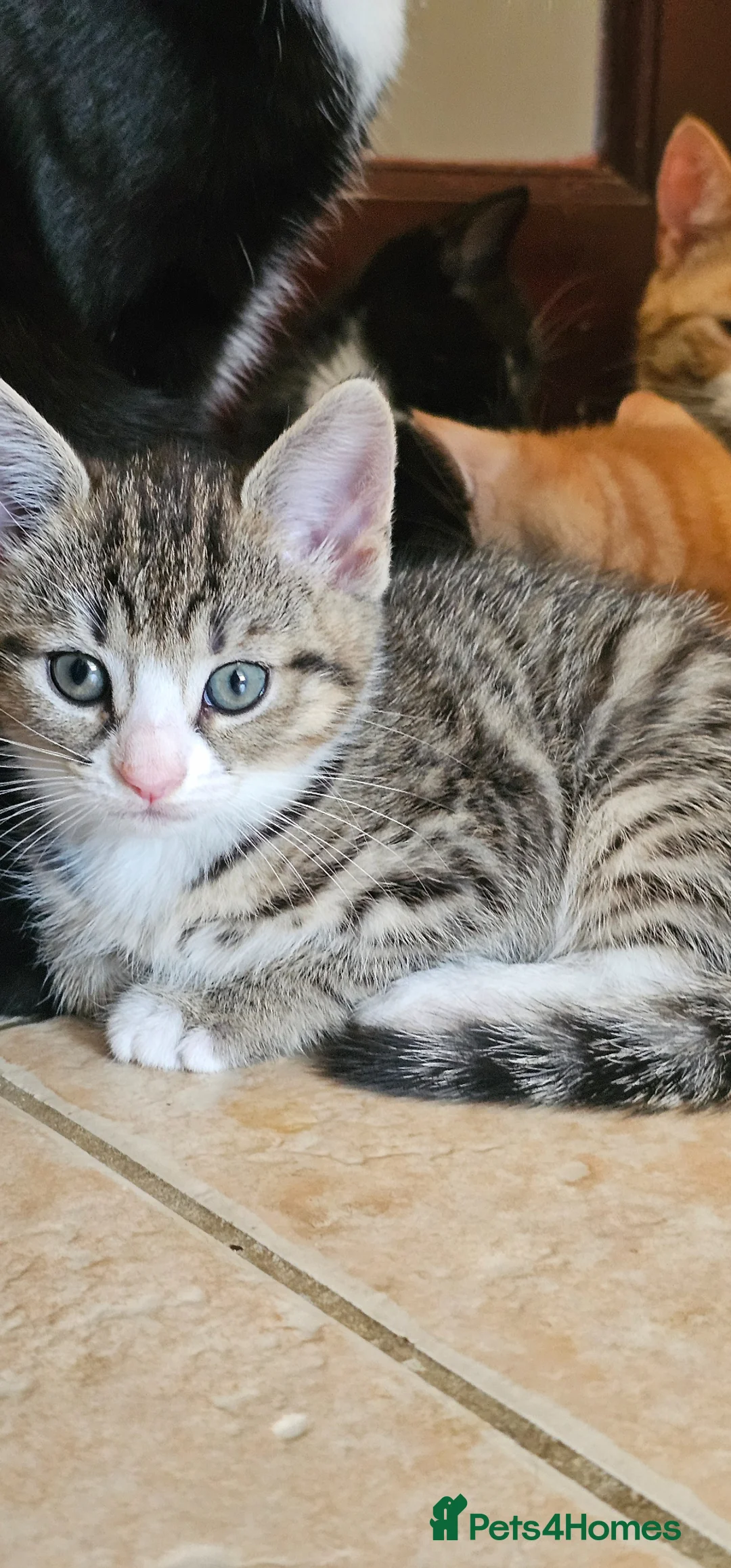 Mixed Breed cats for sale: Lovely  - Advert 2