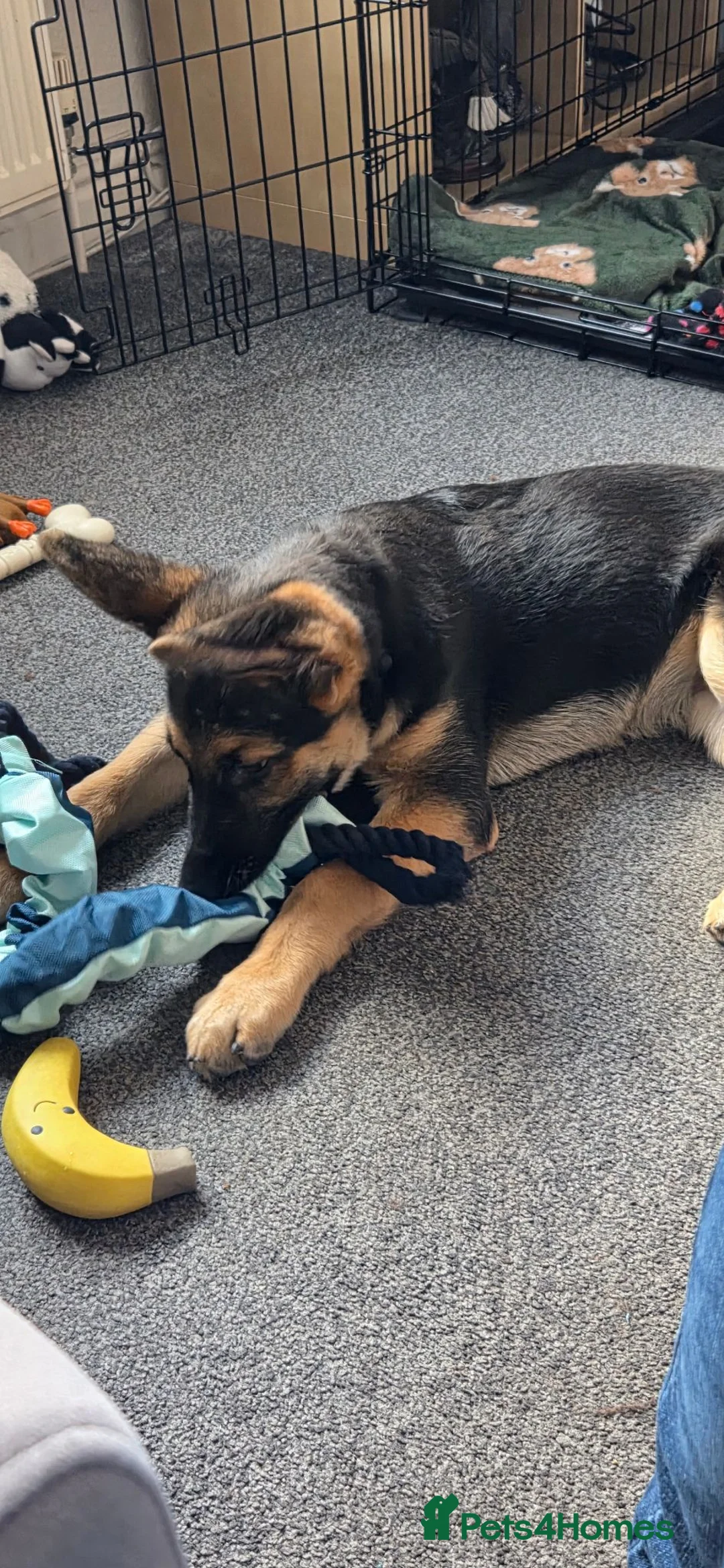 German Shepherd dogs for sale: 1 german shepherd puppy - Advert 2