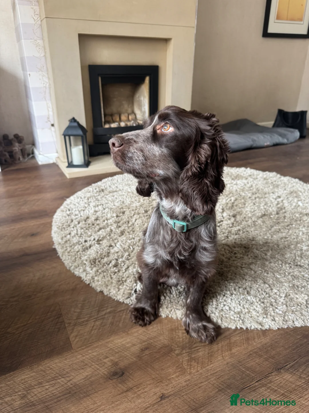 Cockapoo dogs for sale: Cockapoo Puppies in Bradford - Advert 11