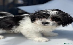 Havanese dogs for sale: Havanese bichon  - Image 1