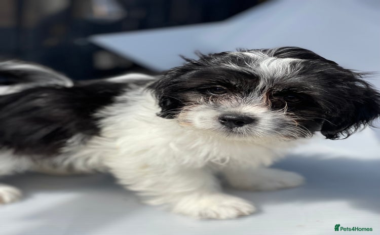 Havanese dogs - Advert 2
