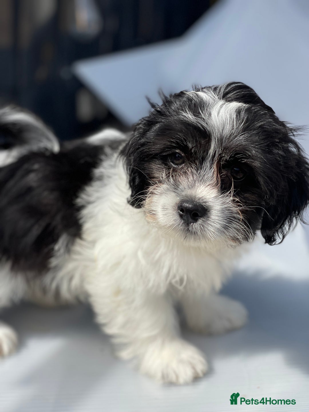 Havanese dogs for sale: Havanese bichon  - Image 1