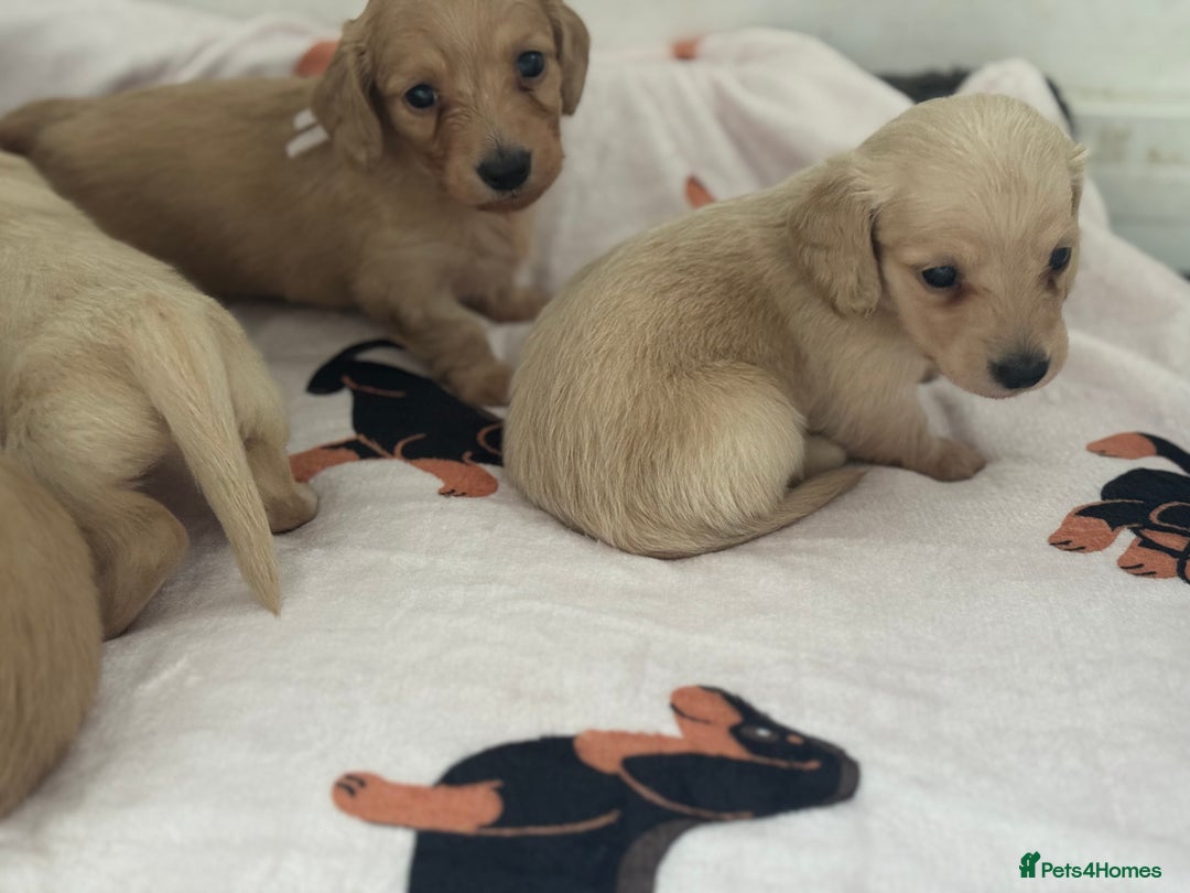 Miniature Dachshund dogs for sale: Miniature Dachshunds longhaired puppies - Advert 11