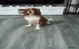 Cavalier King Charles Spaniel dogs for sale: Two female cavalier King Charles spaniel  - Image 3