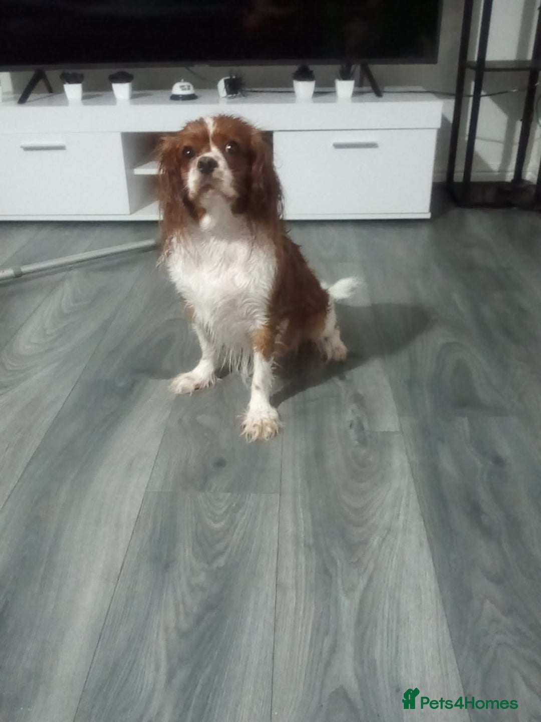 Cavalier King Charles Spaniel dogs for sale: Two female cavalier King Charles spaniel  - Image 3