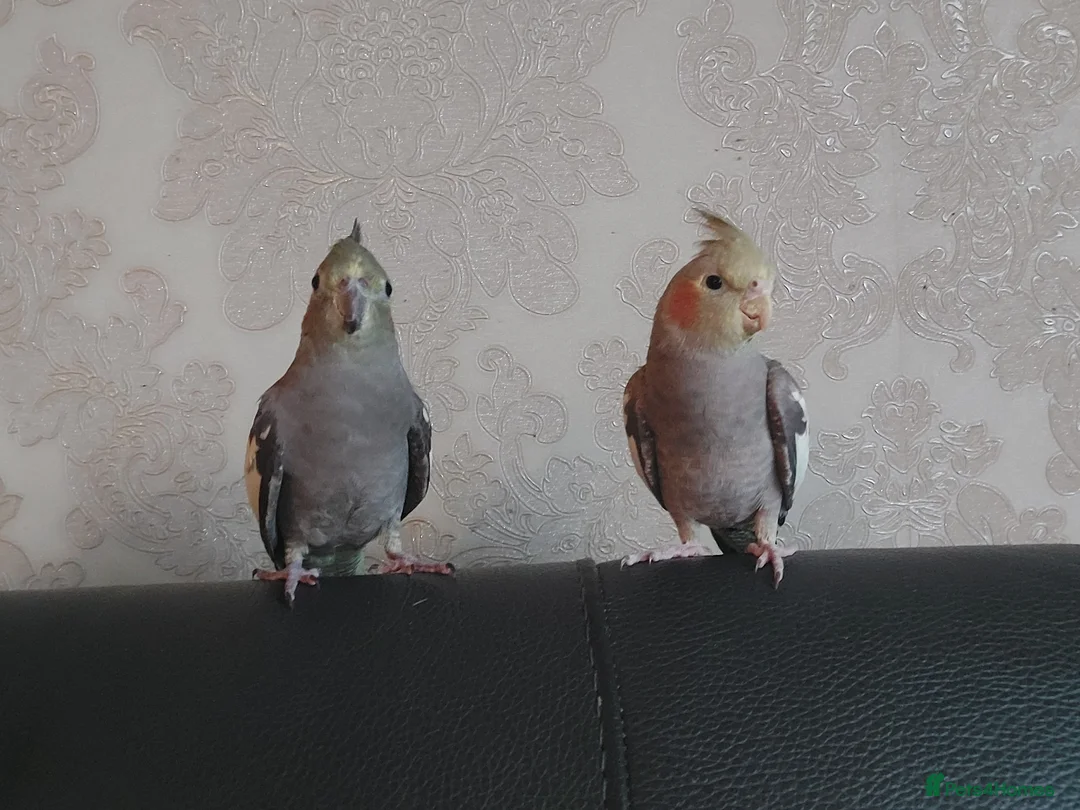 Cockatiels birds for sale: 2 cockatiel  in Llandysul - Advert 7