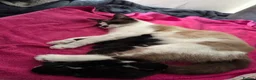 Mixed Breed cats for sale: Snowshoe kittens🐾 - Advert 3
