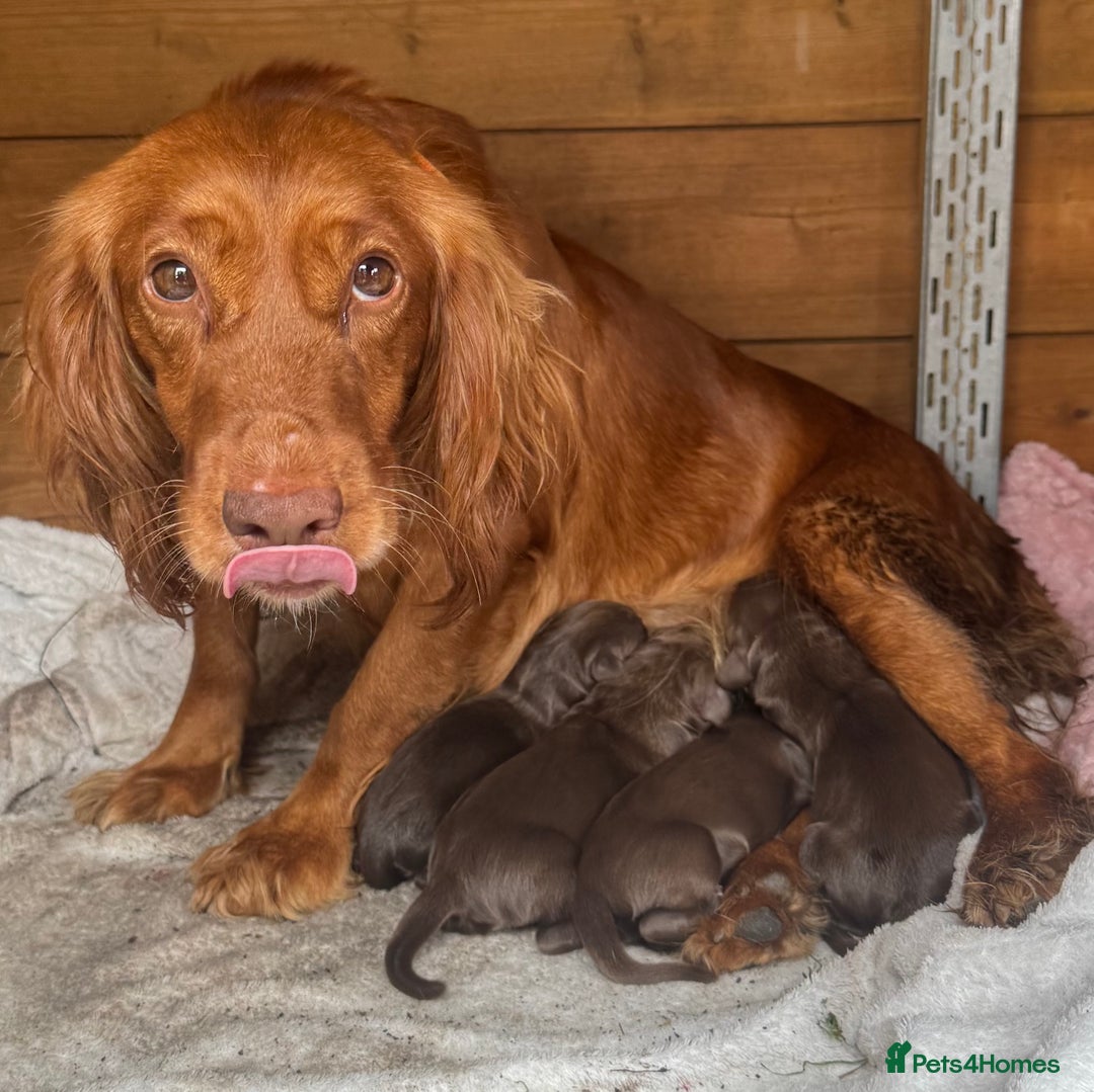 Sprocker dogs for sale: Chocolate Spaniels  - Image 3