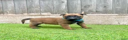Belgian Shepherd Dog dogs for sale: KC Belgian Malinois Puppys for sale - Advert 5