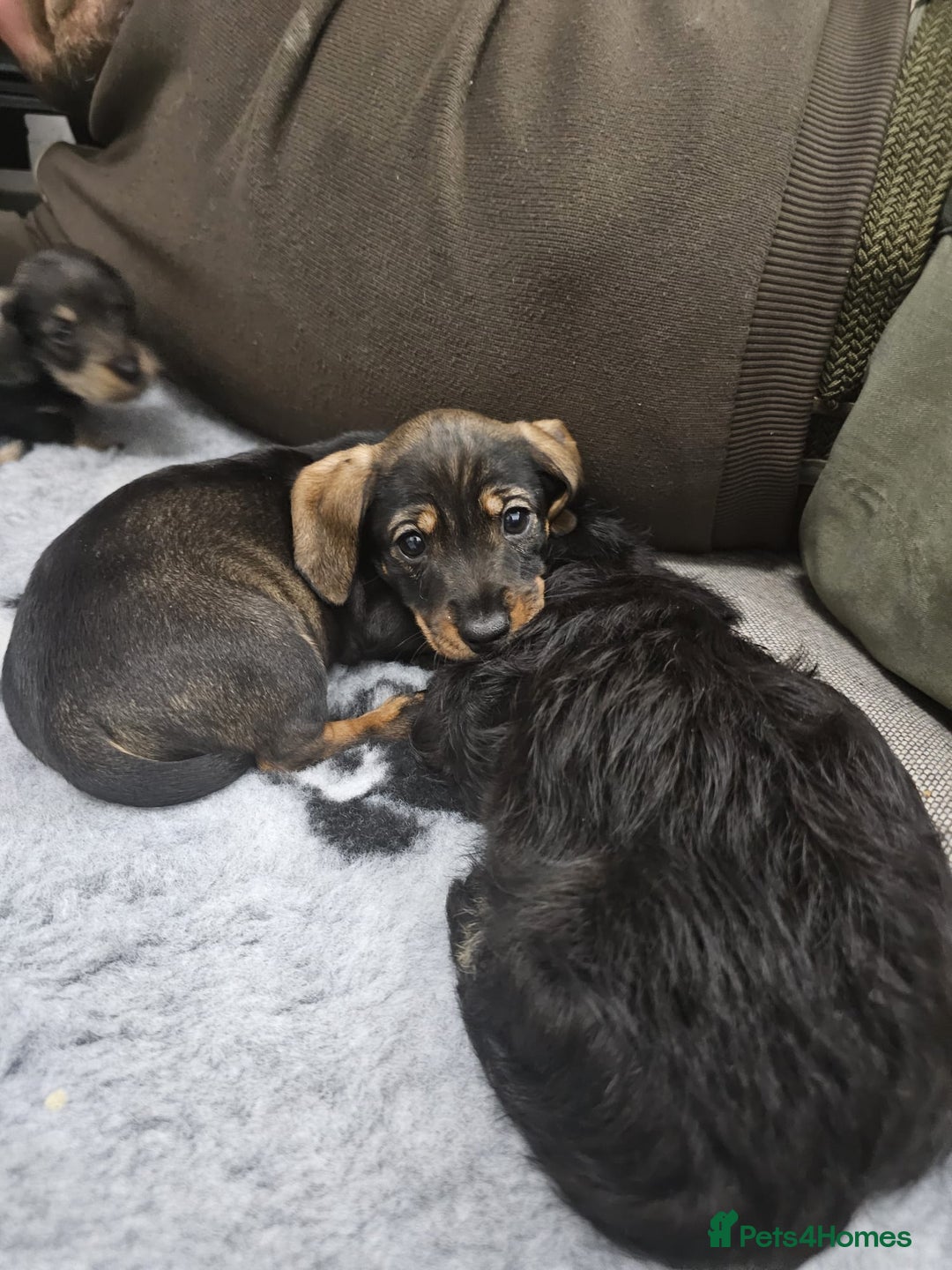Dachshund dogs for sale: Kc wirehaired daschund puppies  - Image 12