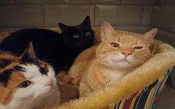 Mixed Breed cats for sale: 6 Lovely and Friendly Cats - Different colours - Advert 17