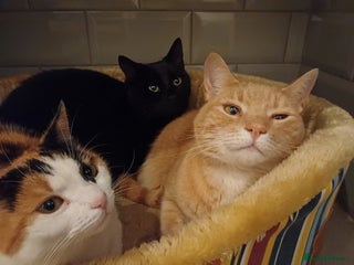 Mixed Breed cats 6 Lovely and Friendly Cats - Different colours - Advert 5