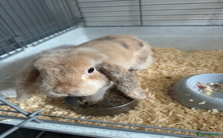 German Lop rabbits - Advert 1